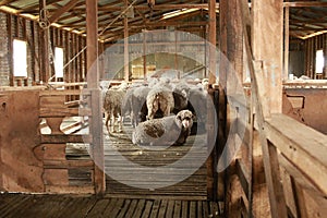 sheep waiting overnight to be shorn in an old traditional timber shearing shed on a family farm in rural Victoria, Australia