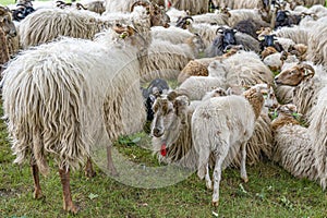 These sheep are waiting to be sheared at the hearing sheep festival in Exloo, the Netherlands 2