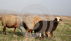 The sheep in sheep walk is looking