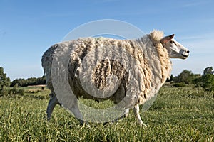 Sheep_walk