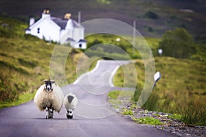 Sheep walking