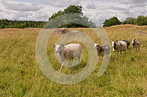 Sheep Walking Across Meadow
