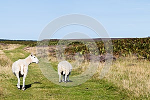 Sheep walking along a pathway