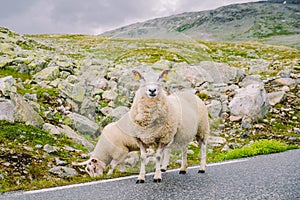 Sheep walking along road. Norway landscape. A lot of sheep on the road in Norway. Rree range sheep on a mountain road in