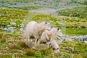 Sheep walking along road. Norway landscape. A lot of sheep on the road in Norway. Rree range sheep on a mountain road in