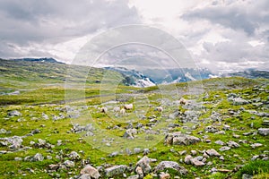 Sheep walking along road. Norway landscape. A lot of sheep on the road in Norway. Rree range sheep on a mountain road in