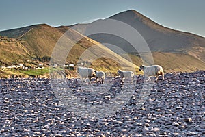 Sheep walking at the beach during sunset in Rossbeigh, Ireland. Sheep walking in the sunset. Colorful hills in the sunset with