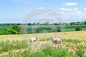 Sheep walking in a field in Oakham, Rutland, England