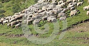 Sheep walking in grassland