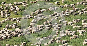 Sheep walking in grassland