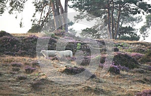 Sheep walking on hill among heather