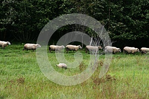 Sheep walking in a line through a grass field
