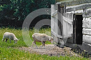 Sheep Walking into Old Fashioned Barn