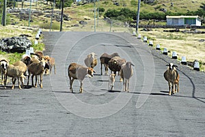 Sheep walking on the road, Rodrigues Island