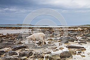Sheep walking between the rocks during a lowtide in Northern Nor photo