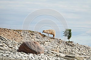 Sheep walking On the top of the mountain on rock. beautiful landscape. sheep on the rocks. Mountain sheep in Osmussaar