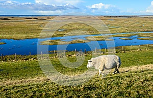 Sheep walks along a fence next to a flooded park