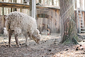 Sheep wandering in a farm covered by sunrays. KRETINGA, LITHUANIA: Sept, 2016.