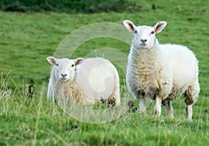 Sheep watching in field