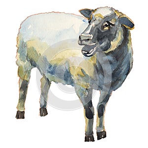 The sheep watercolor hand painted illustration