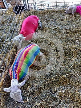 Sheep Wearing Spandex Lamb Tube at a County Fair