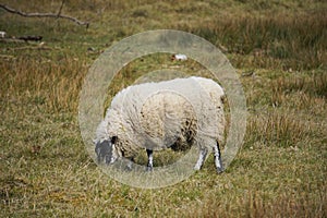 Sheep in West Stow Country Park, Suffolk