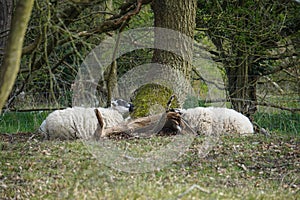 Sheep in West Stow Country Park, Suffolk