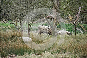 Sheep in West Stow Country Park, Suffolk