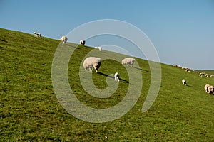Sheep in Westerhever, Germany
