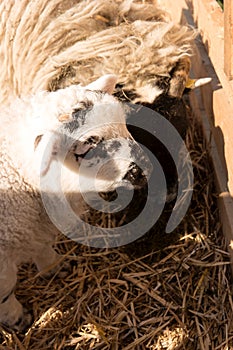 Sheep in Westerhever, Germany photo