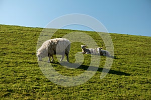 Sheep in Westerhever, Germany