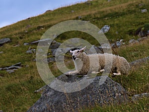 Sheep with white fur relaxing on rock with open mouth on slope of rocky meadows besides hiking trail in Norway.