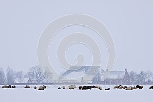 Sheep in a white winter landscape