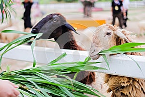 Sheep will eat the grass at Suan Phueng Resort