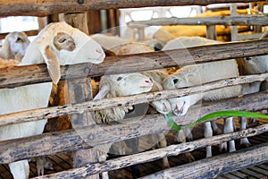 Sheep will eat the grass in the wooden fence at farm.