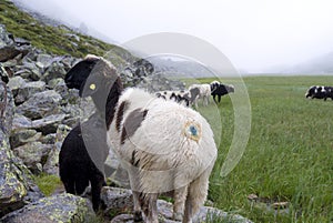 Sheep Willow Mountain Alp Grazing