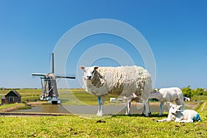 Sheep and windmill at Dutch island Texel photo