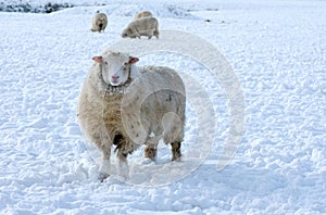 Sheep in winter