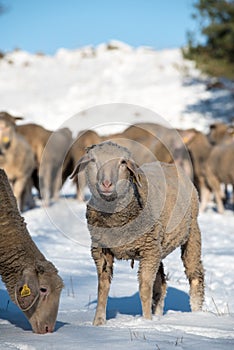 Sheep in winter