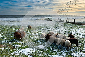 Sheep in winter