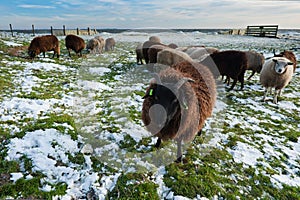 Sheep in winter