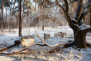 Sheep in winter forest in the netherlands