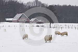 Sheep in winter