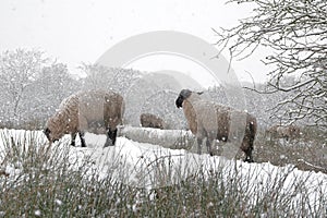 Sheep in winter snowstorm.