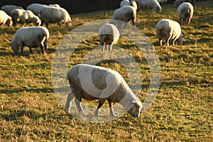 Sheep and winter sunshine