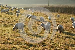 Sheep and winter sunshine low in the sky