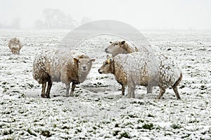 Sheep in a wintery landscape