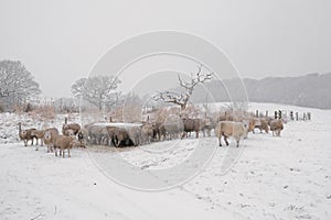 Sheep on a wintry day in Lancashire.