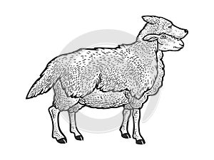 Sheep in wolf clothing sketch vector illustration