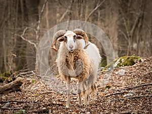 Sheep in a wood in spring in Cres
